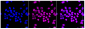 KD-Validated Anti-Forkhead box A1 Rabbit Monoclonal Antibody